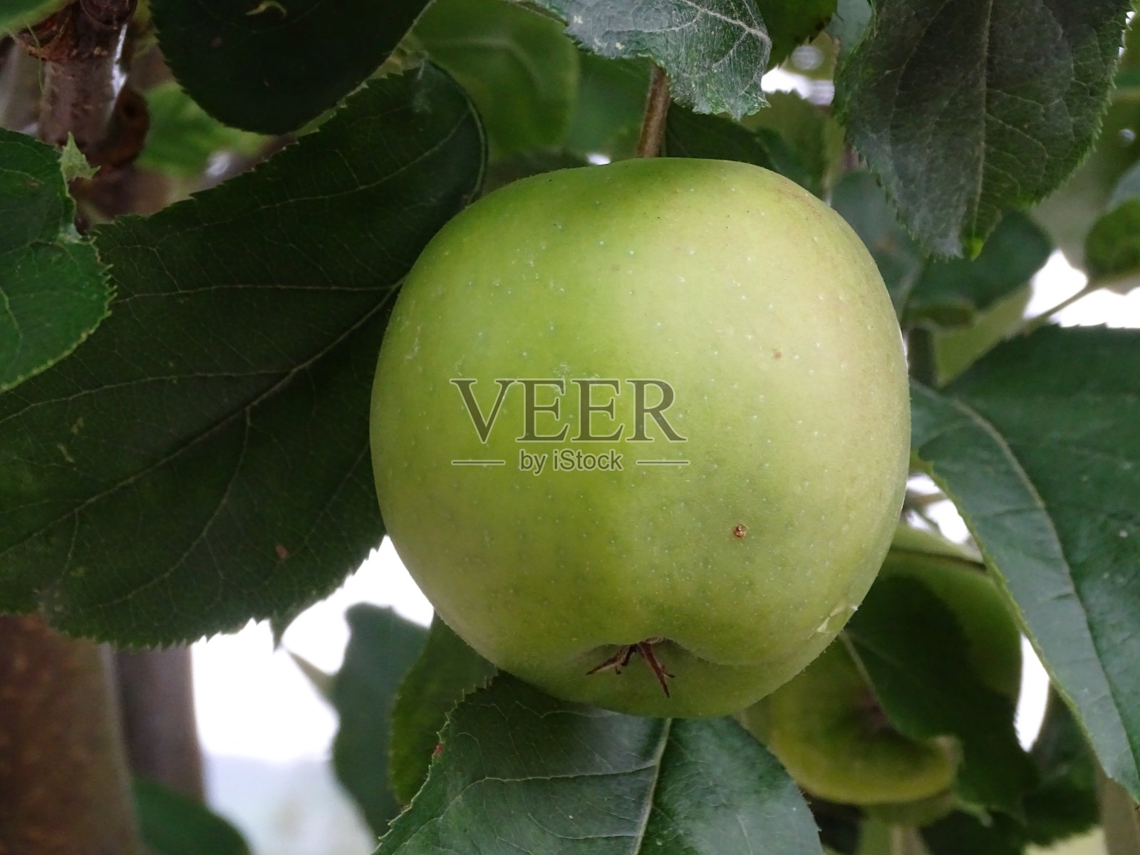 苹果特别版绿色(iphone特别版)-第3张图片-有道翻译官网