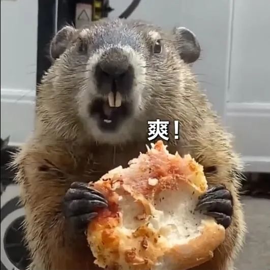 土拨鼠语音星球苹果版(土拨鼠语音苹果版叫什么)-第2张图片-有道翻译官网