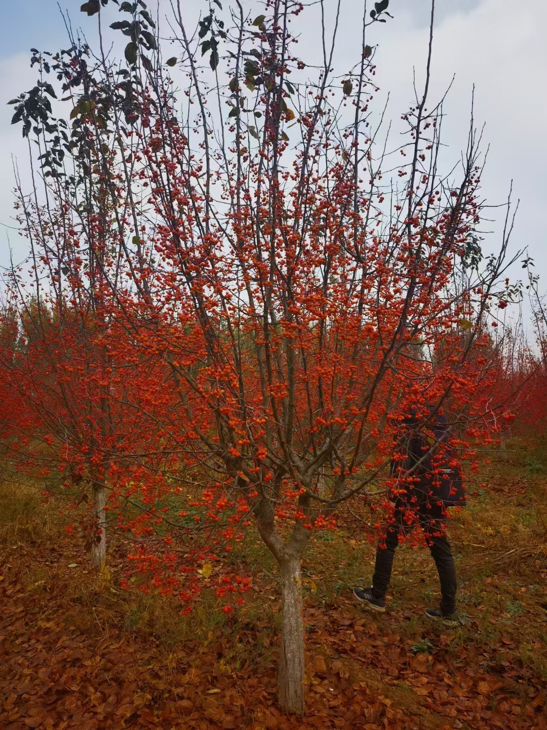 海棠五站苹果版(海棠五站安全连线)-第8张图片-有道翻译官网