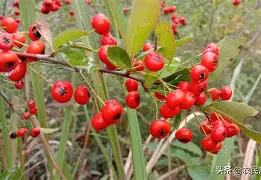 小苹果改编流氓版(改编小苹果歌曲搞笑大全)